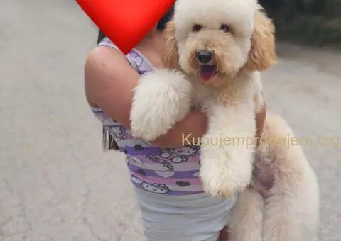 U ponudi srednja apricot PUDLA, star 6,5 mes - 2/10