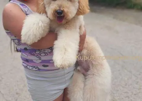 U ponudi srednja apricot PUDLA, star 6,5 mes - 3/10