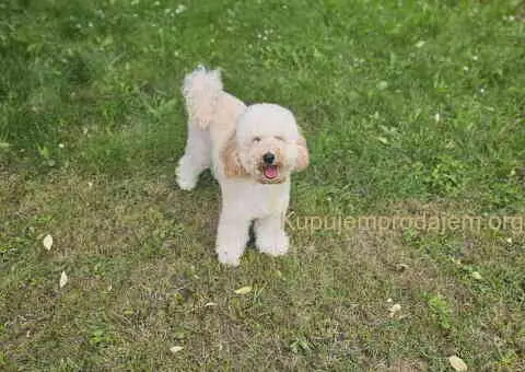 U ponudi srednja apricot PUDLA, star 6,5 mes - 4/10