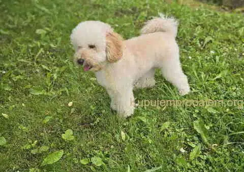 U ponudi srednja apricot PUDLA, star 6,5 mes - 5/10