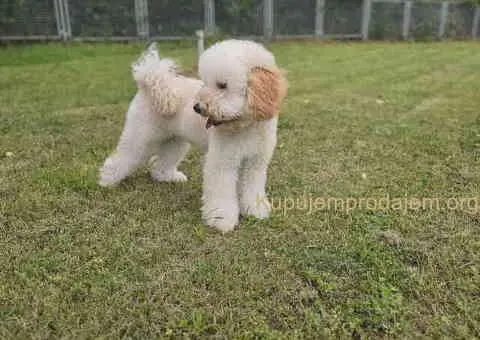 U ponudi srednja apricot PUDLA, star 6,5 mes - 6/10