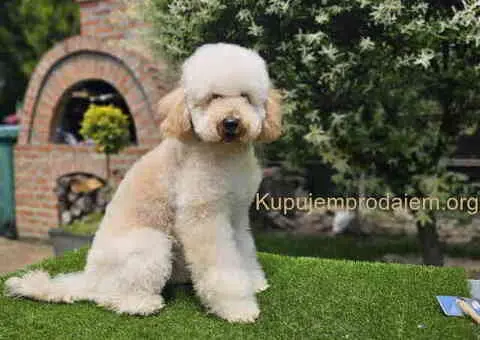 U ponudi srednja apricot PUDLA, star 6,5 mes - 7/10