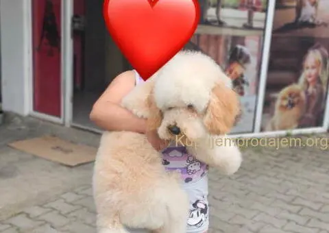 U ponudi srednja apricot PUDLA, star 6,5 mes - 8/10