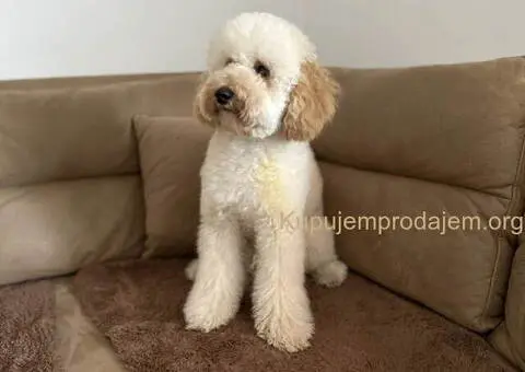 U ponudi srednja apricot PUDLA, star 6,5 mes - 9/10