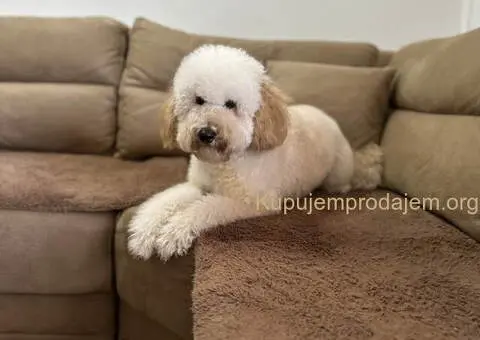 U ponudi srednja apricot PUDLA, star 6,5 mes - 10/10