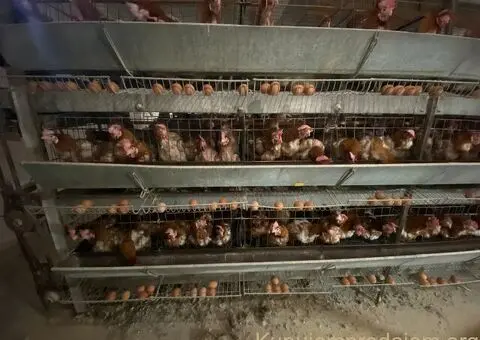 Kokoske nosilje - 1/3