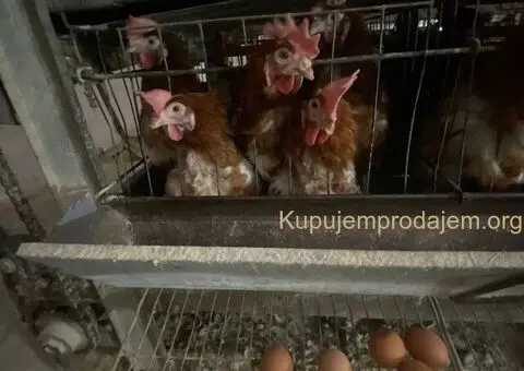 Kokoske nosilje - 2/3