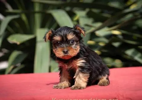 Jorkširski terijer YORKI - 1/6
