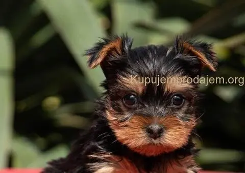 Jorkširski terijer YORKI - 2/6