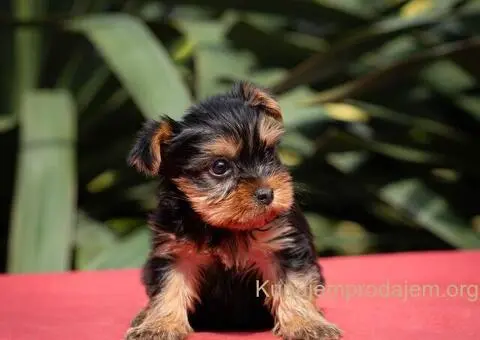 Jorkširski terijer YORKI - 3/6