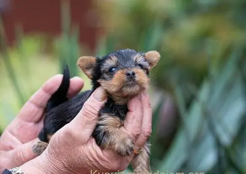 Jorkširski terijer YORKI - 5/6