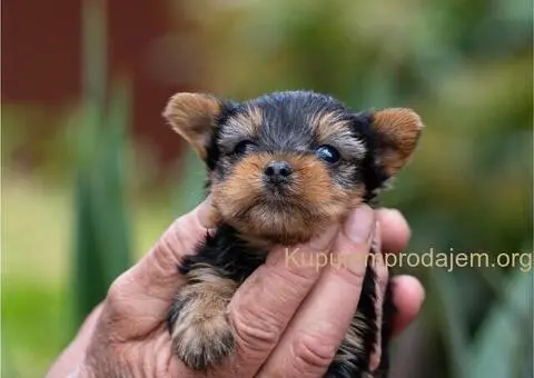 Jorkširski terijer YORKI - 6/6
