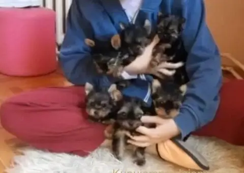 Jorksirski terijer stenci - 1/5