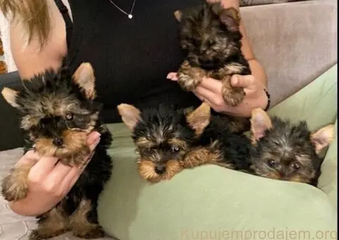 Jorksirski terijer stenci - 2/5