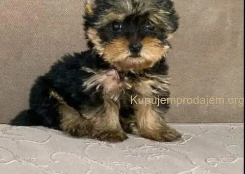 Jorksirski terijer stenci - 3/5