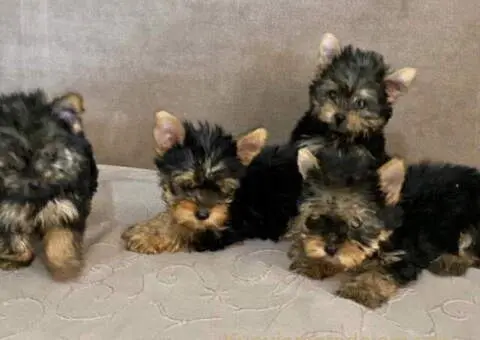 Jorksirski terijer stenci - 4/5