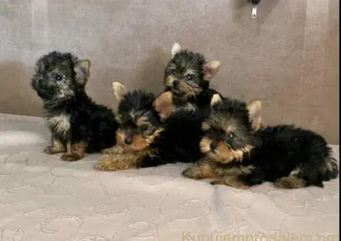 Jorksirski terijer stenci - 5/5