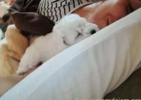 Kovrdžavi bišon štenci na prodaju - 1/15