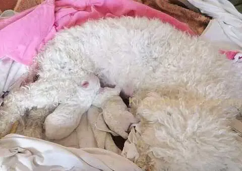 Kovrdžavi bišon štenci na prodaju - 2/15