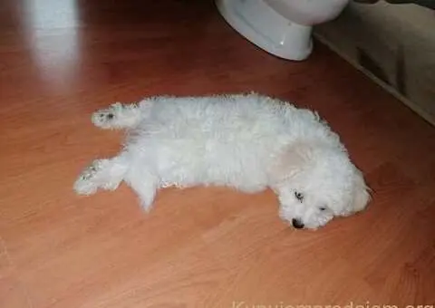 Kovrdžavi bišon štenci na prodaju - 3/15