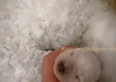 Kovrdžavi bišon štenci na prodaju - 4/15