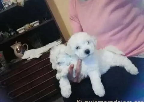 Kovrdžavi bišon štenci na prodaju - 5/15