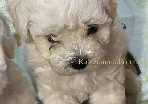 Kovrdžavi bišon štenci na prodaju - 6/15