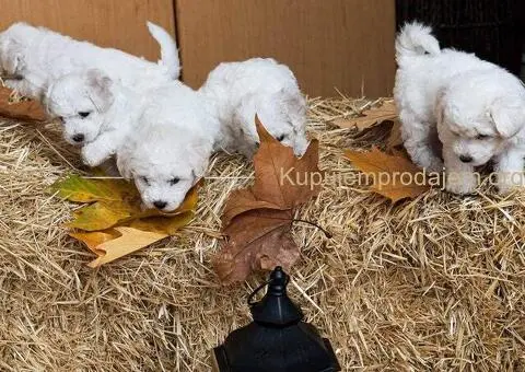 Kovrdžavi bišon štenci na prodaju - 7/15