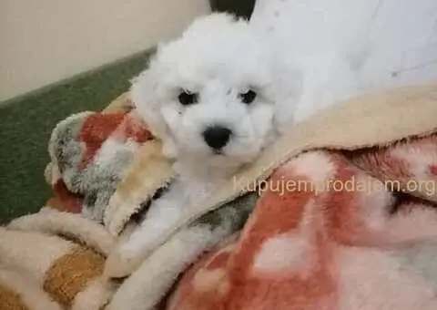 Kovrdžavi bišon štenci na prodaju - 8/15