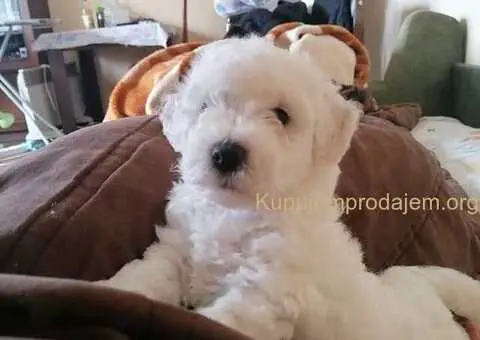 Kovrdžavi bišon štenci na prodaju - 9/15