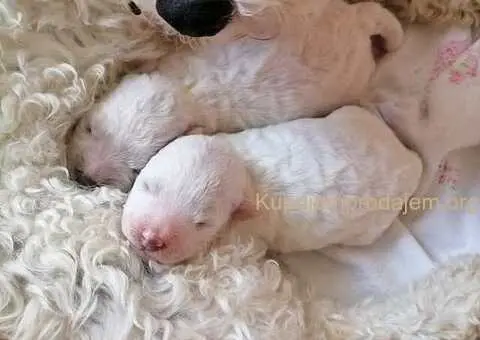 Kovrdžavi bišon štenci na prodaju - 10/15