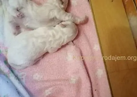 Kovrdžavi bišon štenci na prodaju - 11/15