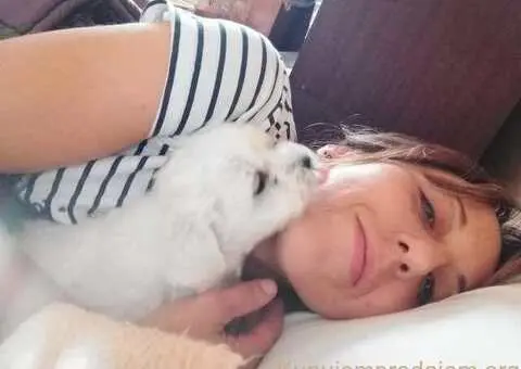 Kovrdžavi bišon štenci na prodaju - 12/15