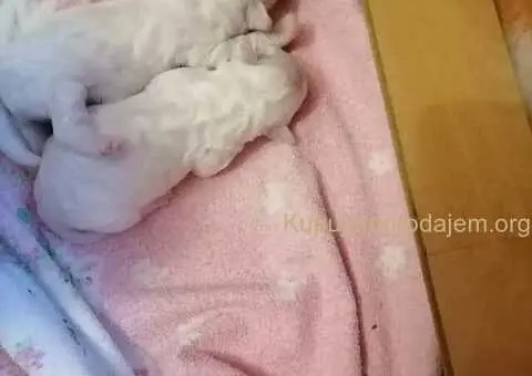 Kovrdžavi bišon štenci na prodaju - 13/15