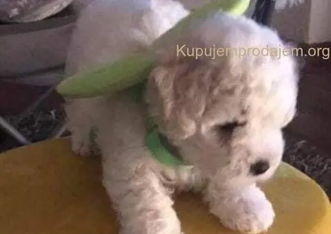 Kovrdžavi bišon štenci na prodaju - 14/15