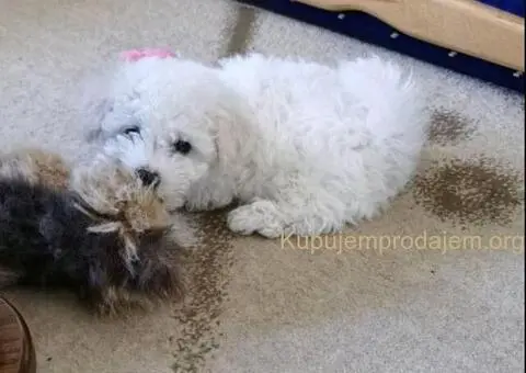 Kovrdžavi bišon štenci na prodaju - 15/15