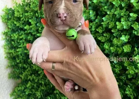 Pit Bul Terijer štenci - 1/10