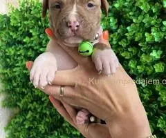 Pit Bul Terijer štenci