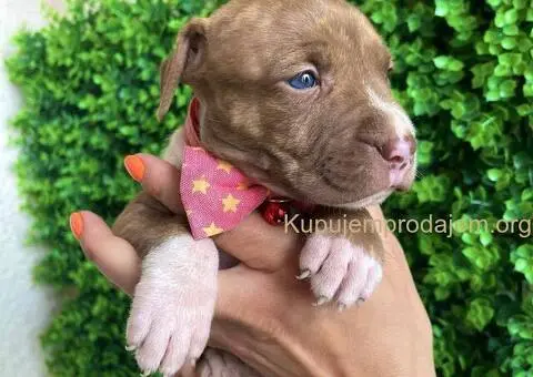 Pit Bul Terijer štenci - 2/10