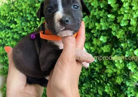 Pit Bul Terijer štenci - 3/10