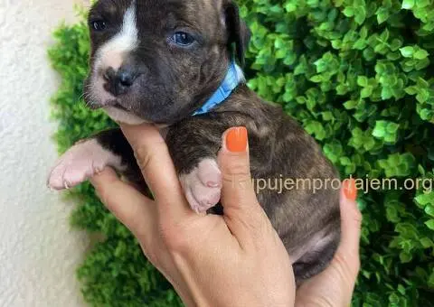 Pit Bul Terijer štenci - 4/10