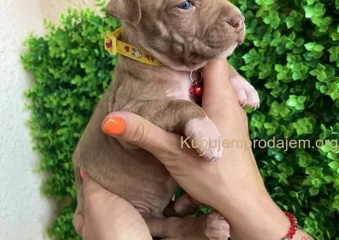 Pit Bul Terijer štenci - 5/10