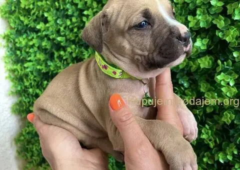Pit Bul Terijer štenci - 6/10
