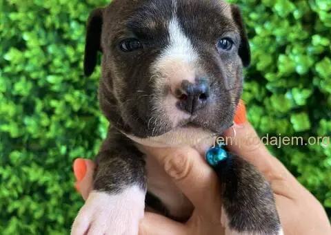 Pit Bul Terijer štenci - 7/10