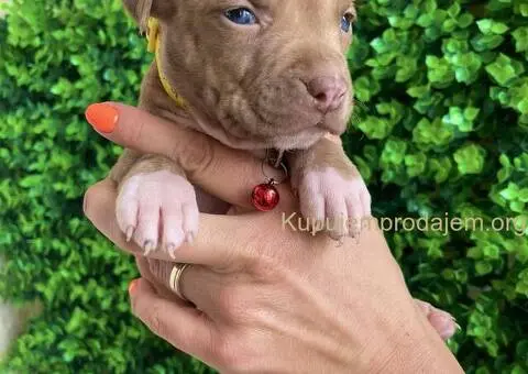 Pit Bul Terijer štenci - 8/10