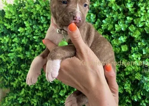 Pit Bul Terijer štenci - 9/10