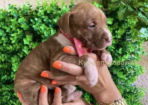 Pit Bul Terijer štenci - 10/10