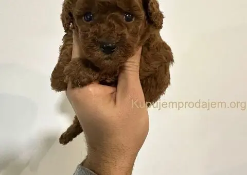 Toy crvene pudle! - 1/5