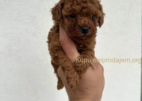 Toy crvene pudle! - 2/5