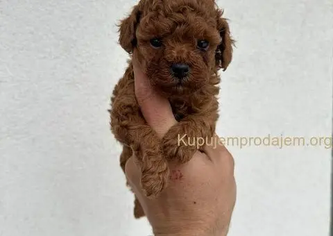 Toy crvene pudle! - 4/5